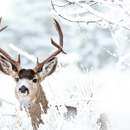 Hubertus Alpine Living Obertauern