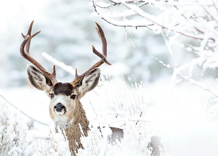 Hubertus Alpine Living 오베르타우에른